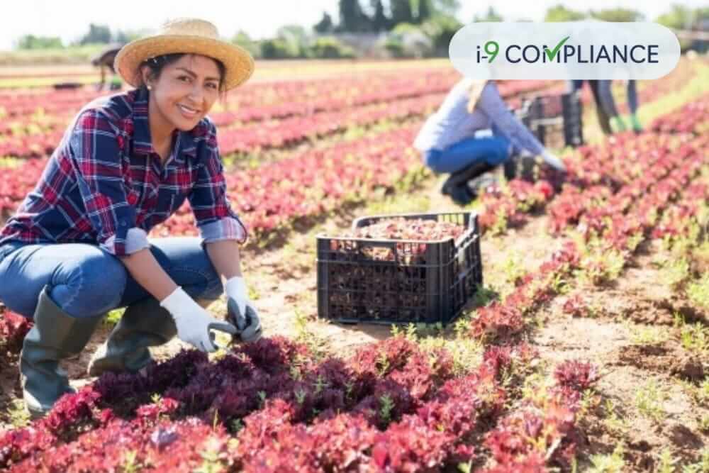 H-2A program causes confusion